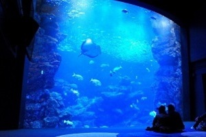 【京都水族館】～特別照明による幻想的空間演出とイルカナイトパフォーマンス～『夜のすいぞくかん』を開催